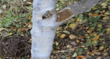 Důvody a co dělat, když praskne kůra na hrušce, jak zachránit strom